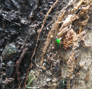 dama-ermellino-dettaglio-enzo-fiore